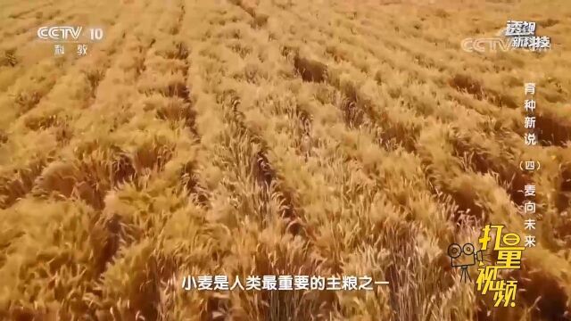 2022年我国科学家在小麦抗病育种方面有了重要突破