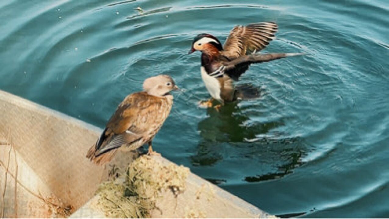 治癒系小動物鴛鴦戲水