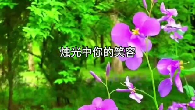 百花鲜艳盛开