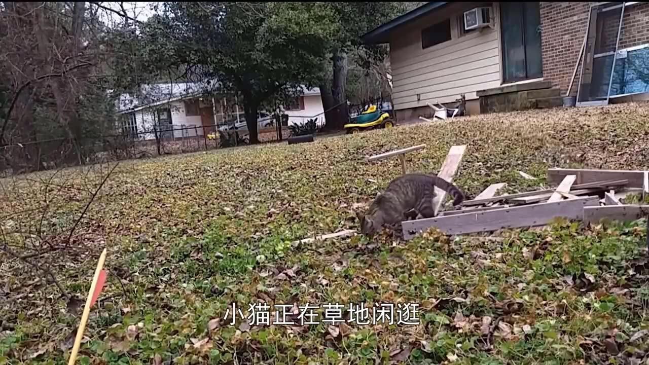 猫咪草地闲逛,男子上前一脚踢飞,人们纷纷谴责却不知真相