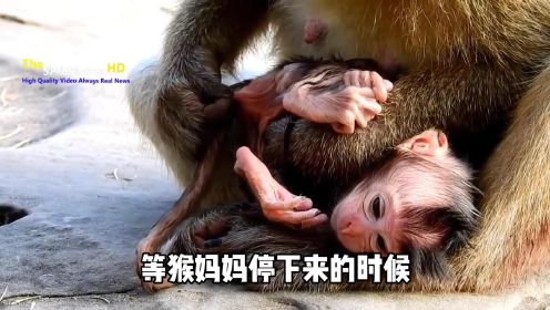 猴子被猴妈妈抛弃，直接被吊着走，连睡觉都成了奢侈，可怜！