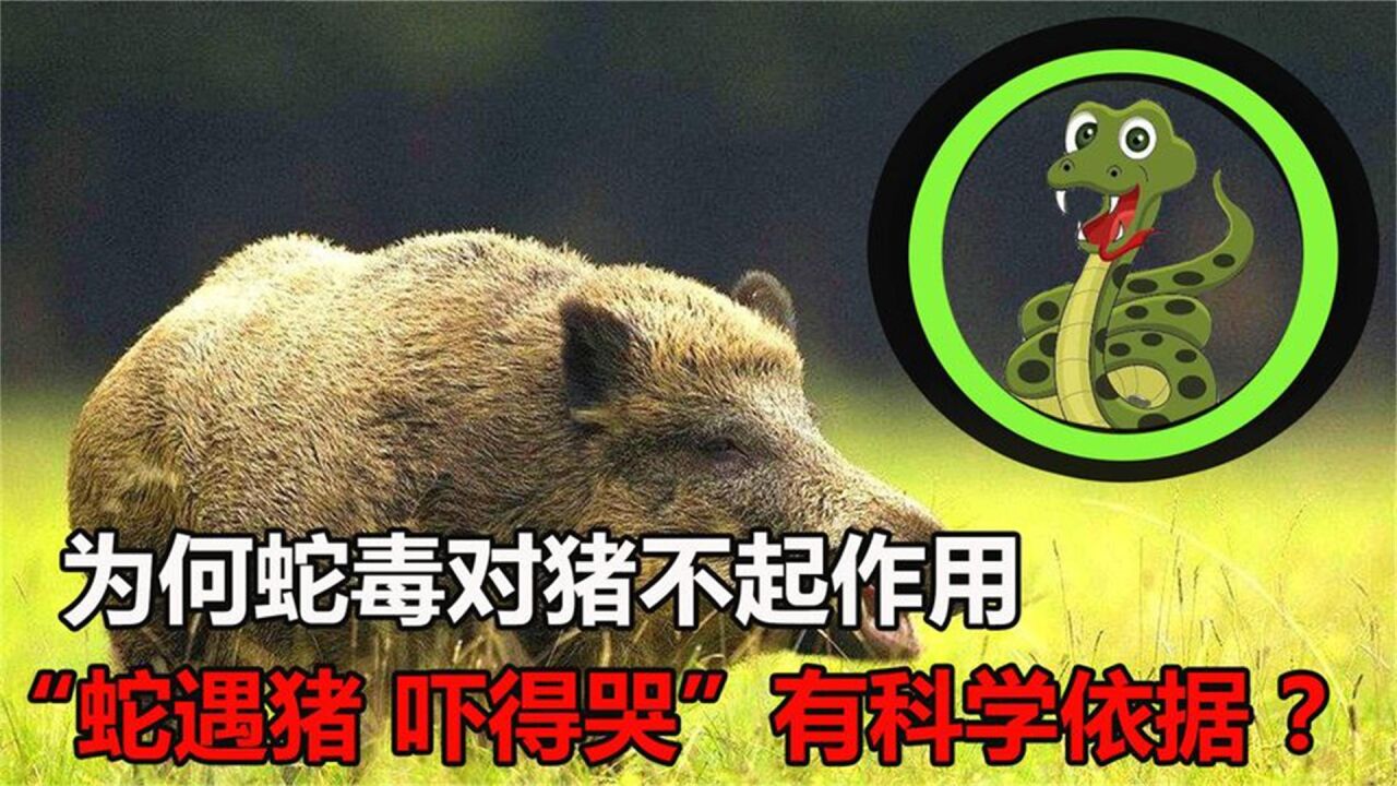 为啥说"蛇遇猪,吓得哭",猪是毒蛇的克星?有什么科学依据?
