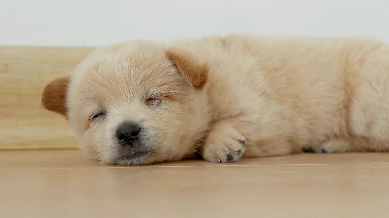 睡觉打呼的小奶狗,这呼噜声可真有特色!