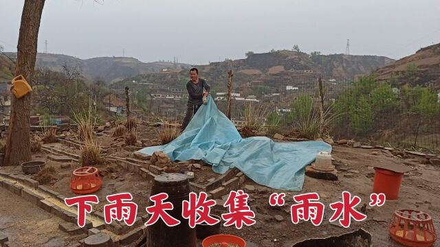 山西偏关,终于下雨了,又可以收集“雨水”了