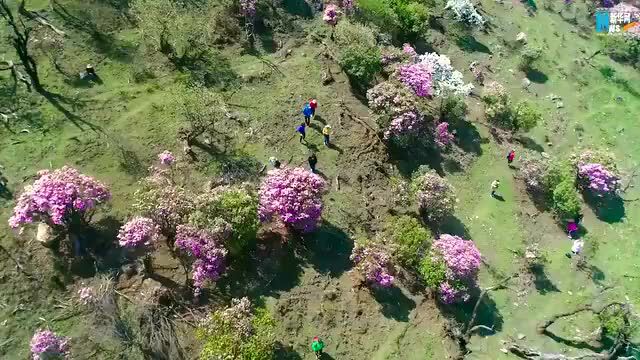 花海与云海“同框” 大理这处美景直击心海