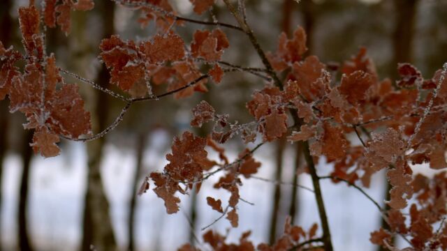 下雪 冬天 树木 视频素材 实拍视频