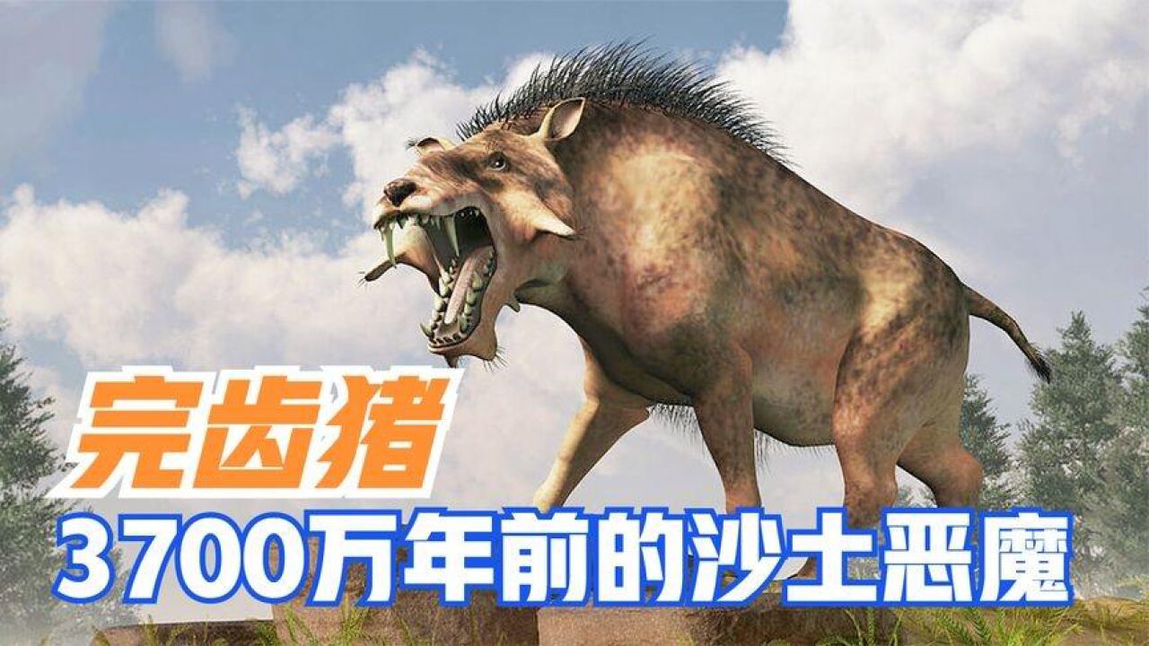 3700万年前的沙土恶魔,咬合力比鳄鱼强大,完齿猪有多可怕?