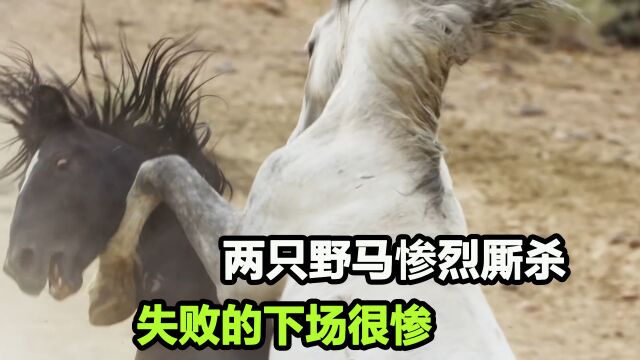 两只烈性野马,公然掐架,迎头撞击过肩摔,无所不用其极