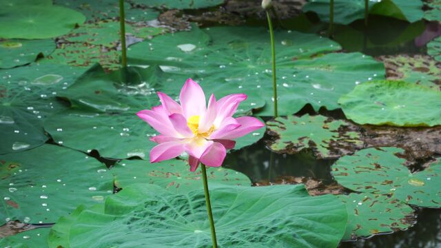 荷花夏季莲花莲藕