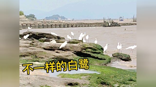 海山岛实拍与众不同的白鹭,跟着渔民大妈,明目张胆混吃混喝