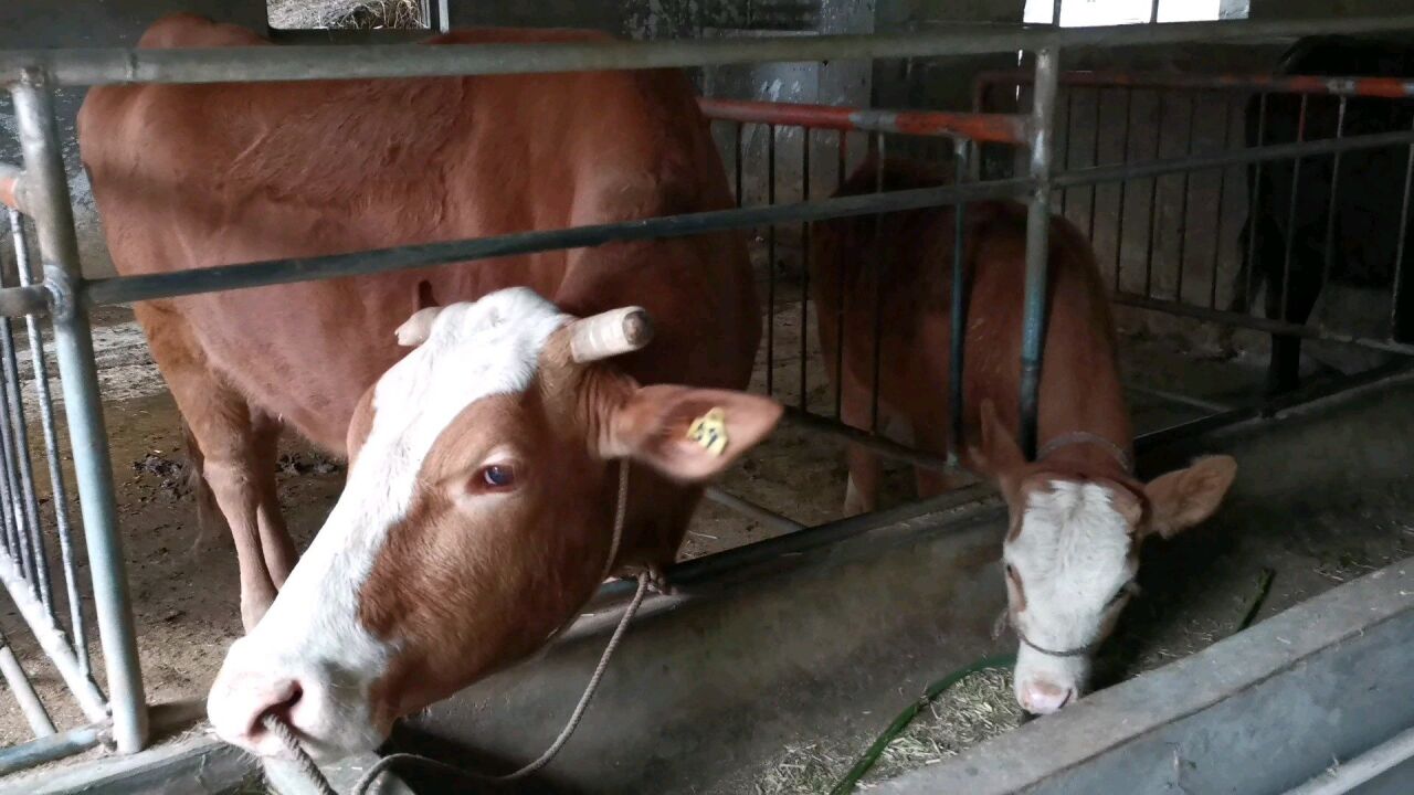 湖南牛价什么行情?农村赶场入手一对母子牛,大家觉得怎么样?