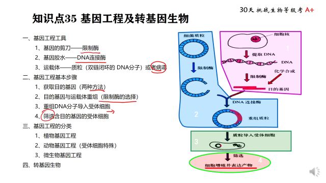 等级考 知识点 35 基因工程及转基因生物