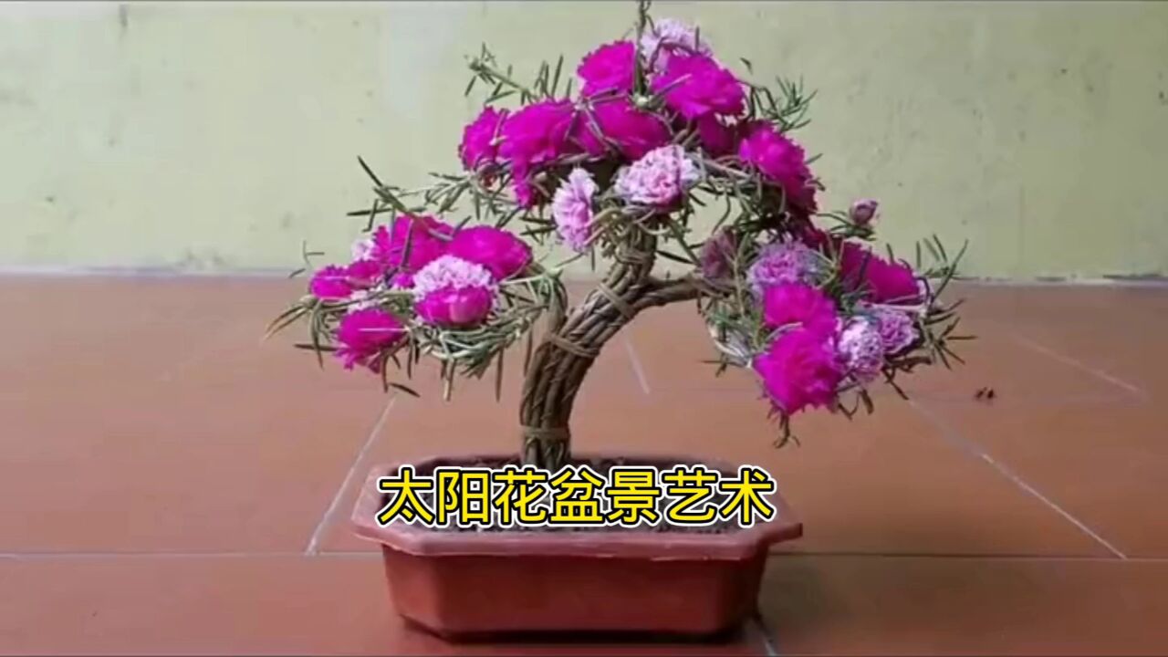 太陽花盆景藝術,朋友們自己動手做個美美的盆景吧