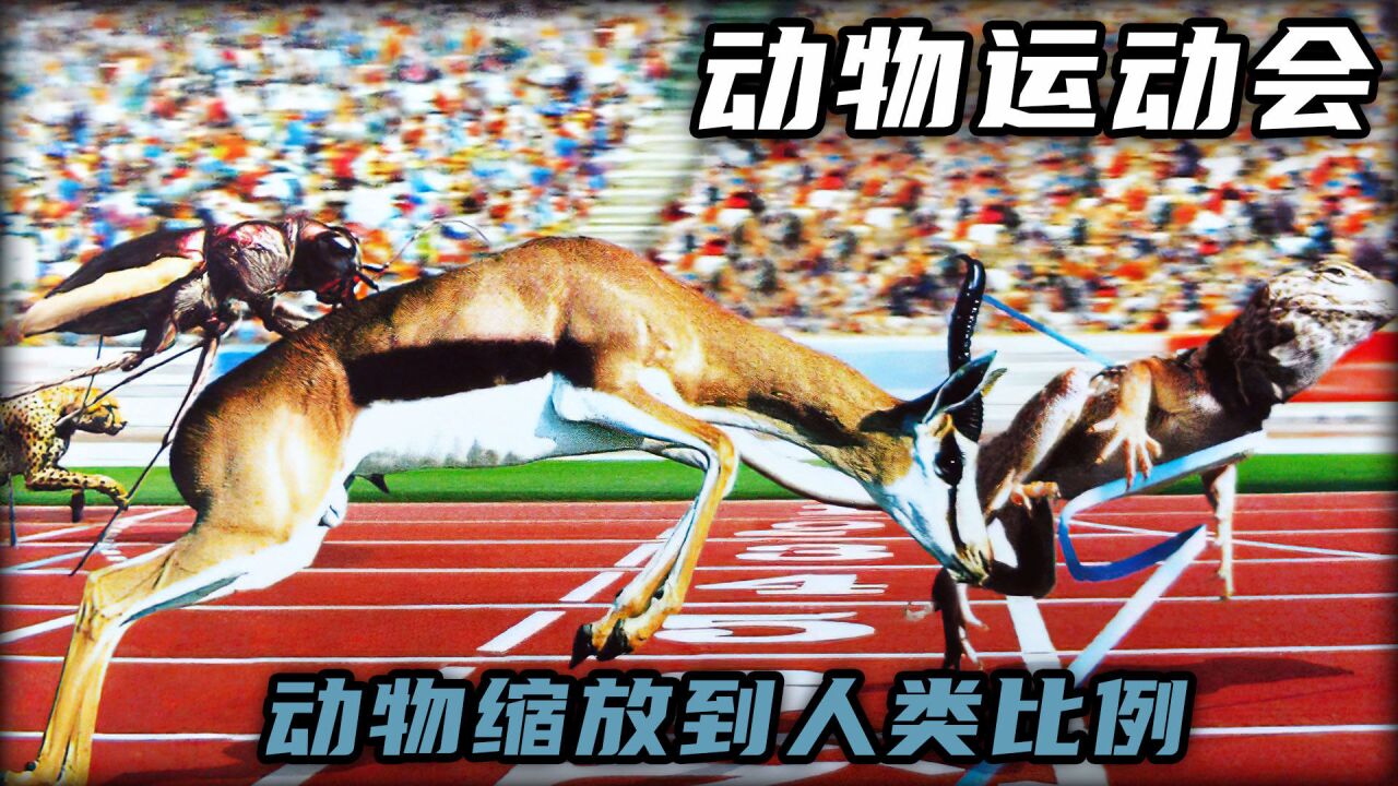 《动物运动会》