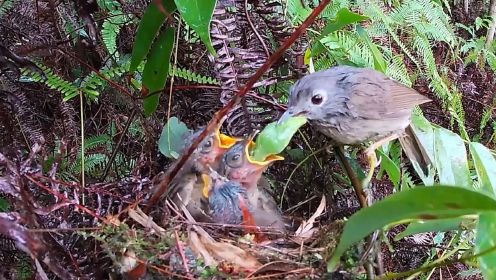 鸟妈妈给小鸟塞下超大分量食物，看着小鸟吃进去才放心离开