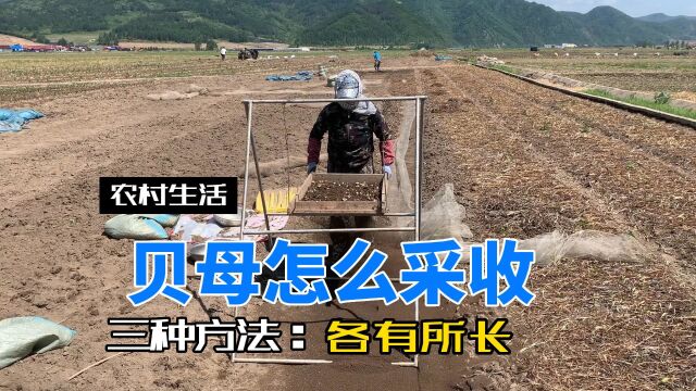 不同栽培方法,不同采收方式采收贝母