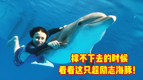 海豚尾鳍被截，人类为它安上假肢，为感谢人类海豚做出神奇举动！