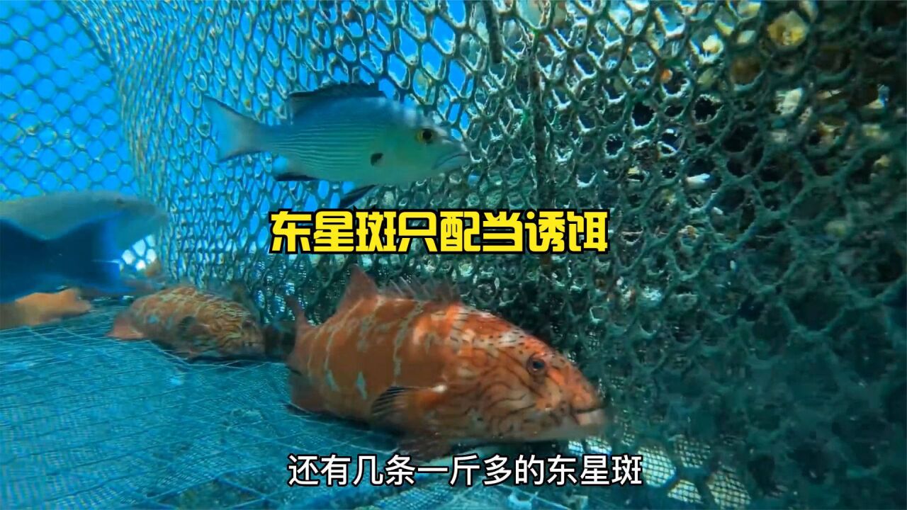 用東星斑作為誘餌,做成全自動的吊鉤,釣到十幾斤重的黃金老虎斑