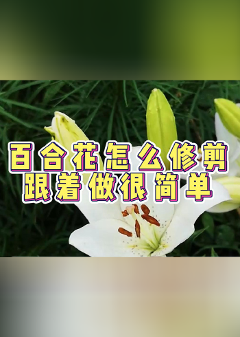百合花剪枝图示图片