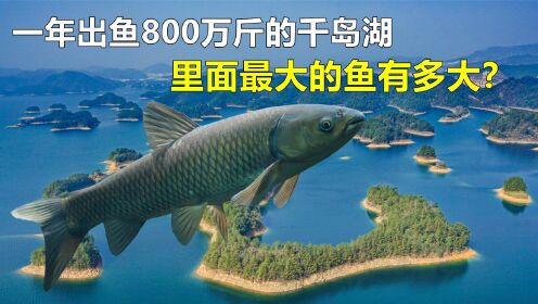 [图]一年出鱼800万斤，水深117米的千岛湖，里面最大的鱼有多大？