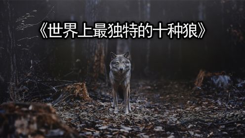 世界上最独特的十种狼
