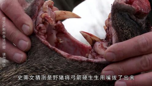 纪录片：肉食猎者：狩猎野猪