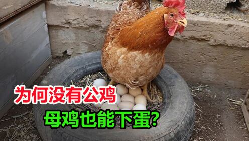 没有公鸡参与，为什么母鸡也能每天下蛋？蛋是怎么形成的？
