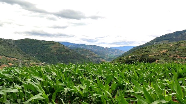 禄劝县翠华镇多椰树