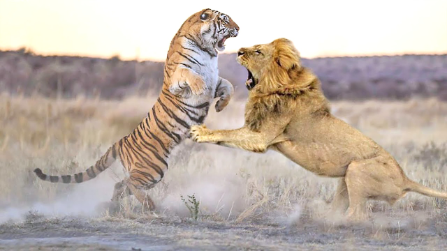 狮子和老虎单挑谁厉害图片