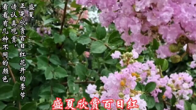 盛夏是欣赏百日红的季节