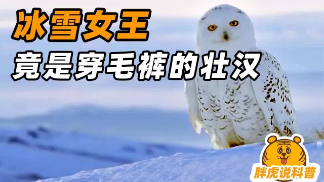 雪鸮:表面是高贵的冰雪女王,其实是穿毛裤的糙汉