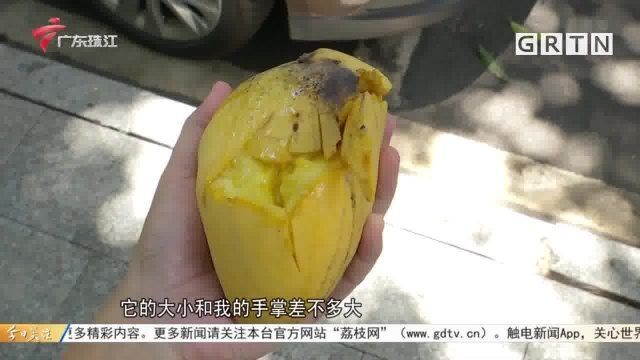 佛山:绿化芒成熟掉落砸车 管理部门出手整治