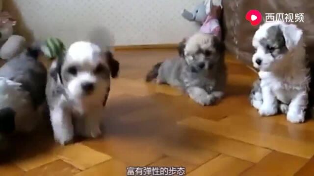 汪星人哈瓦那犬