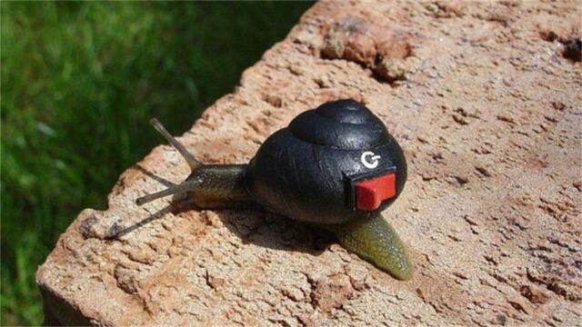 萤火幼虫捕捉蜗牛当成堆蜗牛壳出现时每一萤火虫都不是无辜的