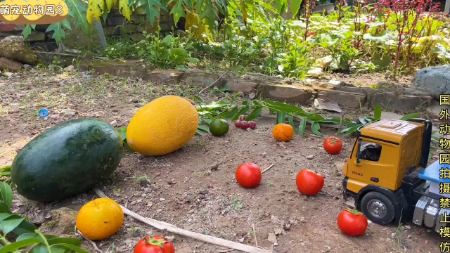 猴哥驾车出门发现了好多水果直接搬上车吧