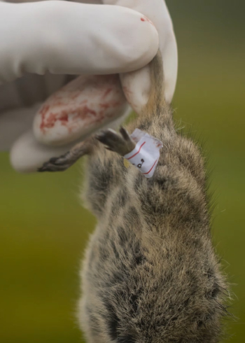 宁夏确诊一例腺鼠疫病例,当地已启动鼠疫疫情防控四级应急响应,全力