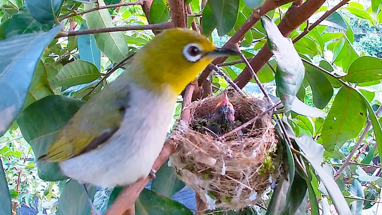 龙眼树上有一窝绣眼鸟,小鸟伸长脖子盼望鸟妈妈回来