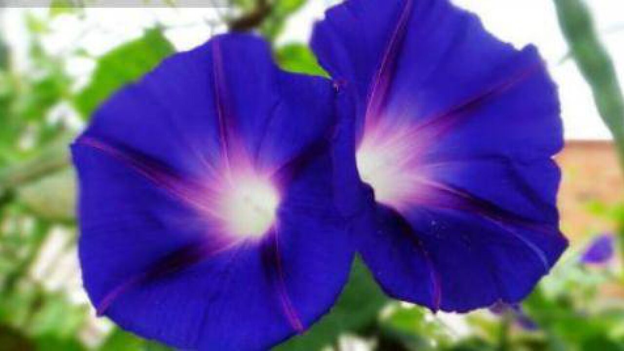 夕颜花 月光花的别称 搜狗百科