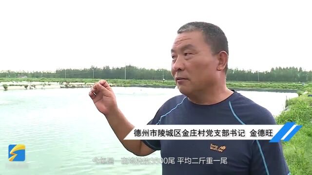 陵城区金庄村:50亩罗非鱼迎来收获季,特色养殖助力村民增收