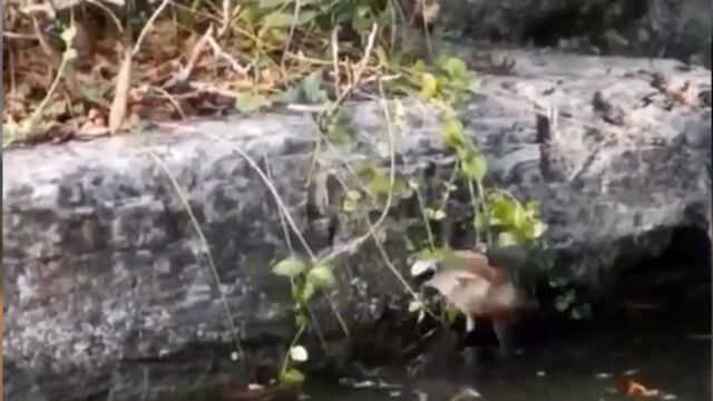 小鸟掉进水里,同伴奋力相救