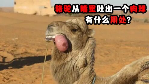 骆驼从嘴里吐出一个肉球，它究竟是啥？有什么用处？