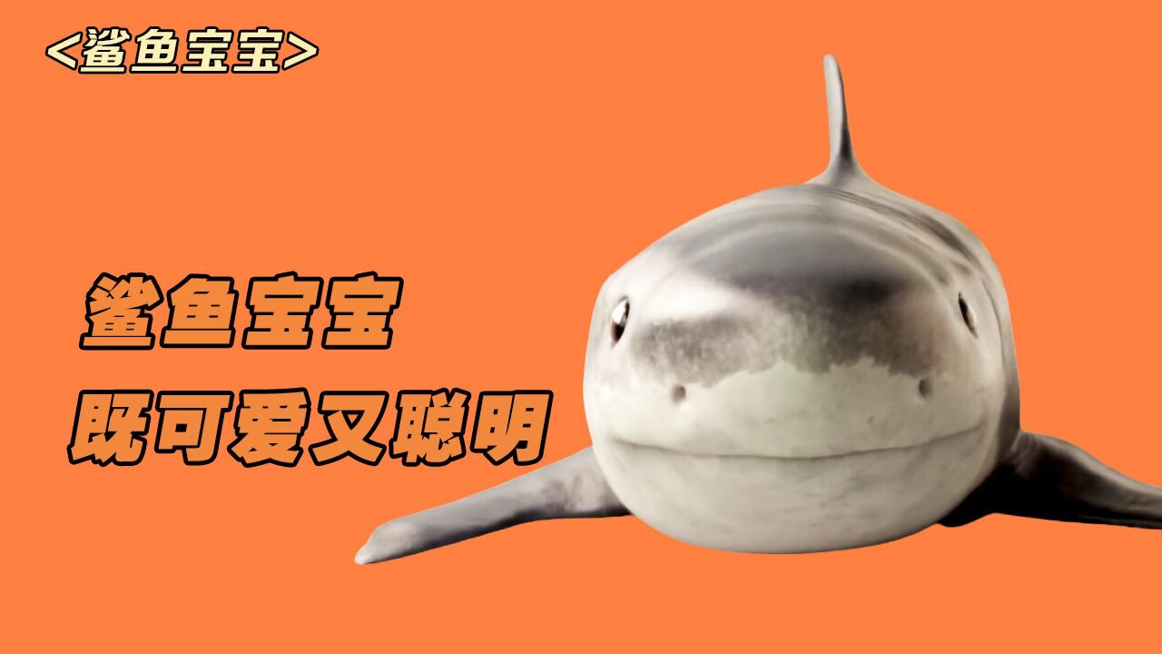 史上最可爱的鲨鱼宝宝,不仅会打扫卫生,还会跟主人玩游戏_高清1080p