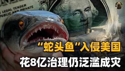 美国的噩梦，中国的美食！“蛇头鱼”入侵，让美国8亿美元打水漂