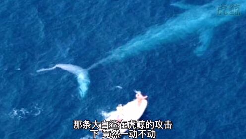 海中霸主:虎鲸   为何对大白鲨如此残忍无情？这就要说起他们的恩怨了！