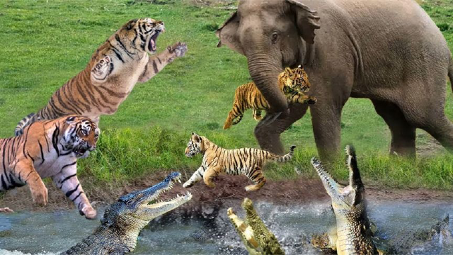 老虎袭击小象,老虎vs大象史诗般的战斗,动物为生存而战!