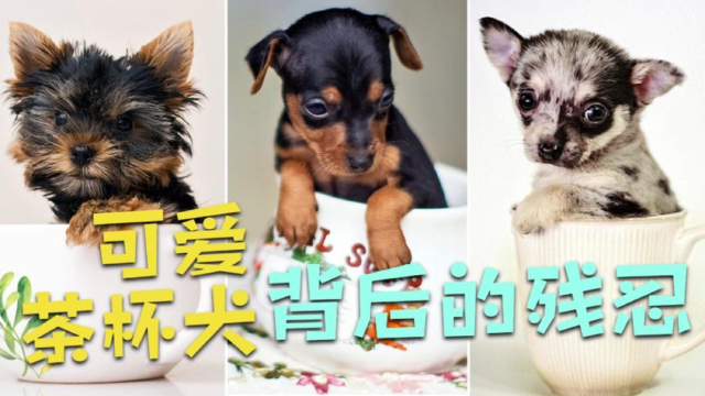 茶杯犬悲剧图片