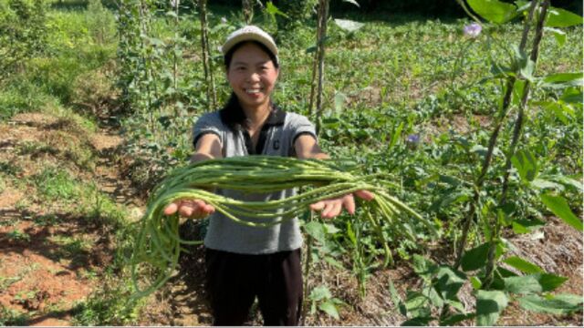 小秀地里摘长豆角,又长又新鲜的豇豆,这样的农家菜喜欢吗?