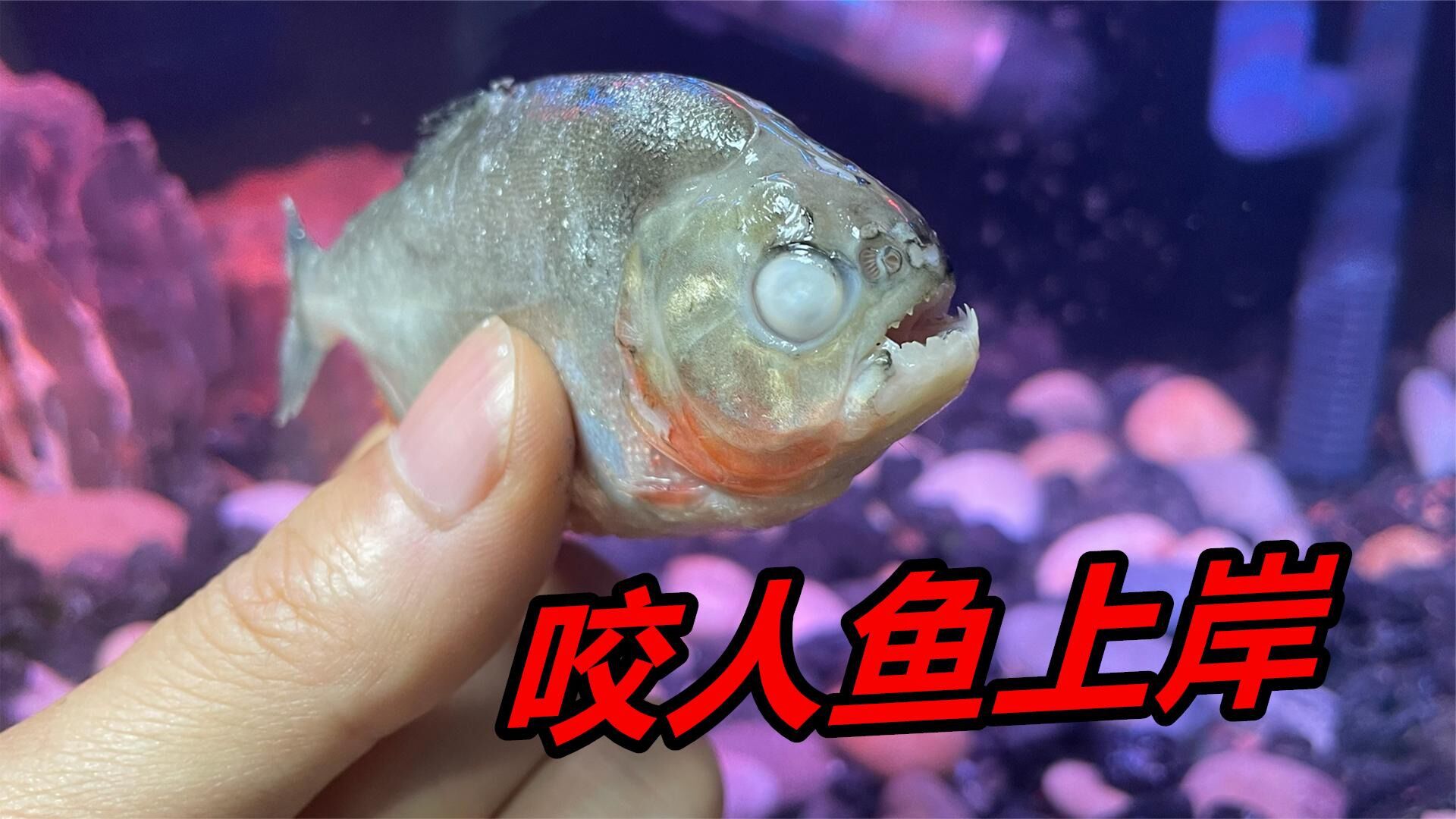 坏消息啊兄弟们,我从小养到大的食人鱼离奇暴毙了!_腾讯视频
