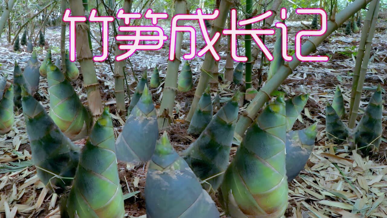 竹笋成长记鲜嫩的大竹笋原来是这么种出来的惊人的裂变效应_高清