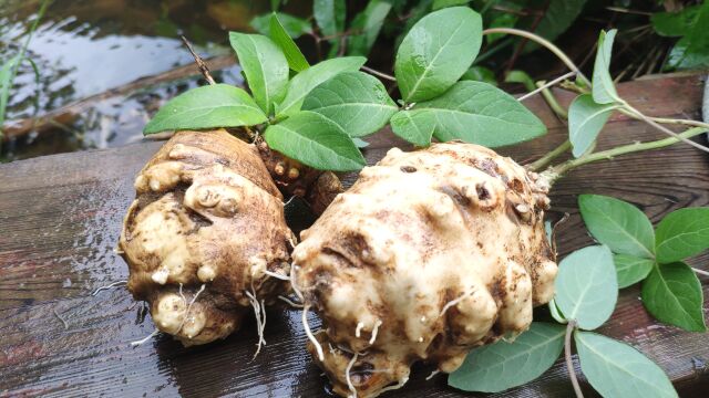 下雨天会发出香味,随处一掐就流“牛奶”的神奇土参,你见过吗?